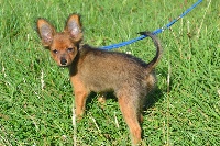 Étalon Russkiy Toy (Petit Chien Russe) - Isis du Domaine de l'ostrevent