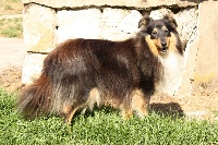 Étalon Shetland Sheepdog - Ginger de la vallée du mainland