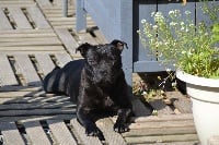 Étalon Staffordshire Bull Terrier - Firsty lady staffi Du cercle V.I.P