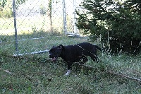 Étalon Staffordshire Bull Terrier - Isis By familystaff