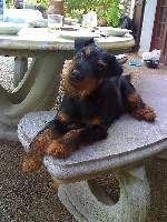 Étalon Terrier de chasse allemand - Chipie des plantis du petit palet