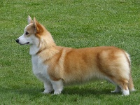 Étalon Welsh Corgi Pembroke - Hiphigenie La caverne des anges