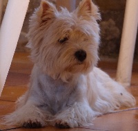 Étalon West Highland White Terrier - Grey's tindri du domaine de la Cigaliere