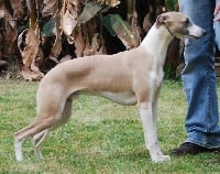 Étalon Whippet - CH. de tal palo tal astilla de Can Nel