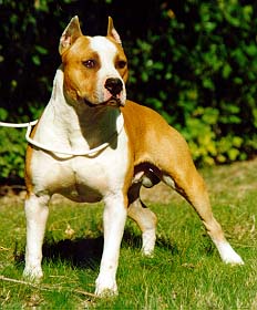 CH. Red bull De ngorong ngorong