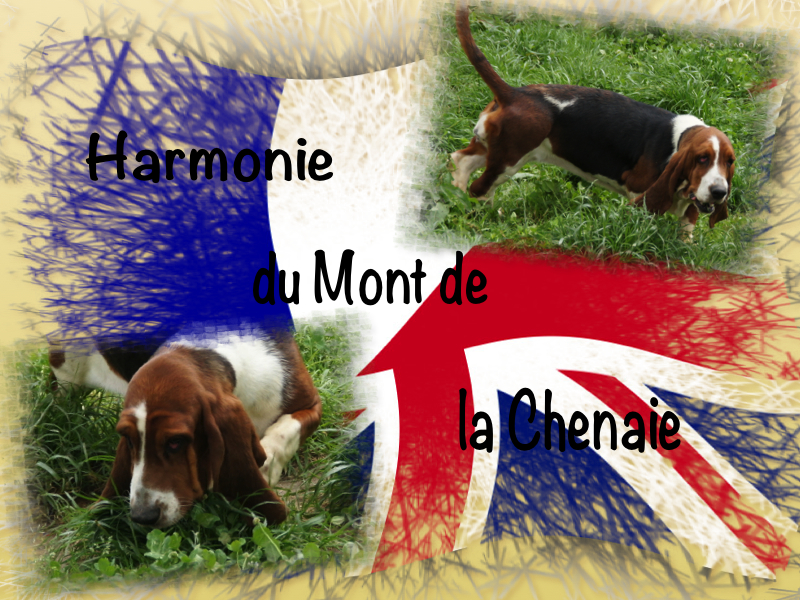 Publication : du mont de la chenaie Auteur : Cambier