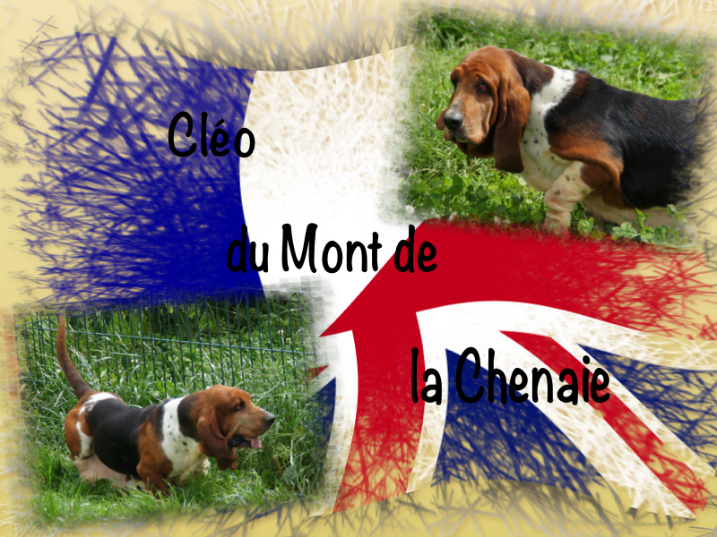 Cleo du mont de la chenaie