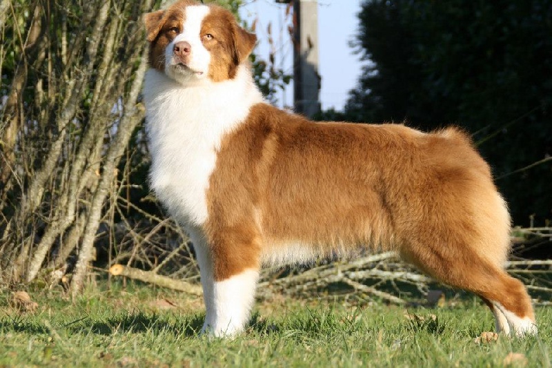 Publication : Of Fender Song 