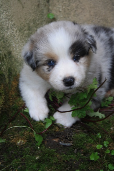 Publication : Du Grand Rêve