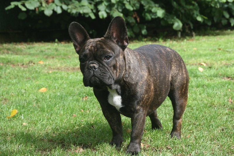 Publication : Du Domaine D'aillam Tenroc Auteur : Séverine Robert