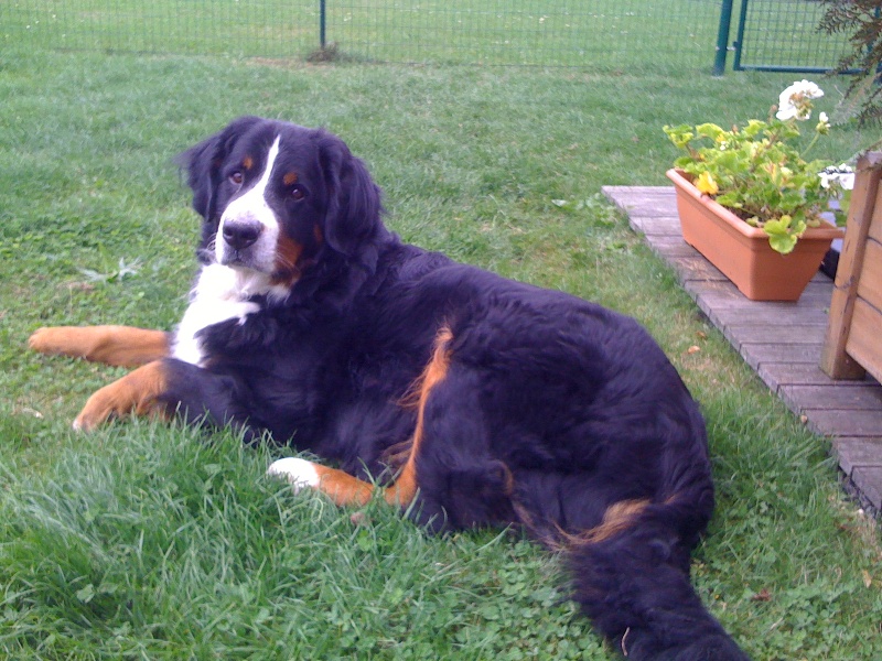 Publication : Du Cedre Des Riez Auteur : postel