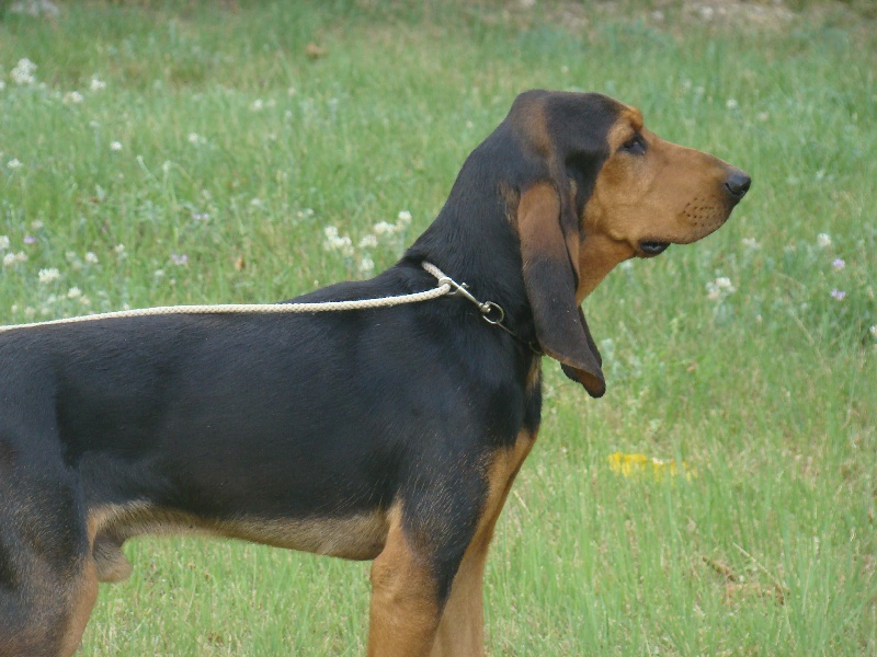 Publication : du Clos de Corles Auteur : Priez l