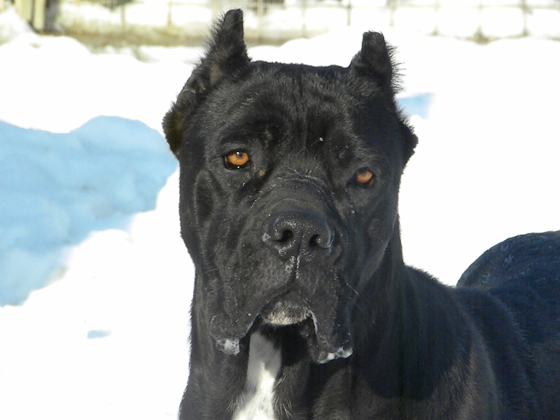 Publication : Dell' Impero Maya