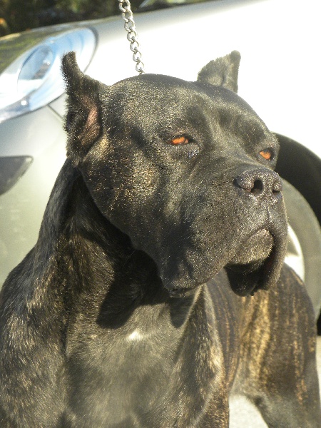 Publication : Dell' Impero Maya 