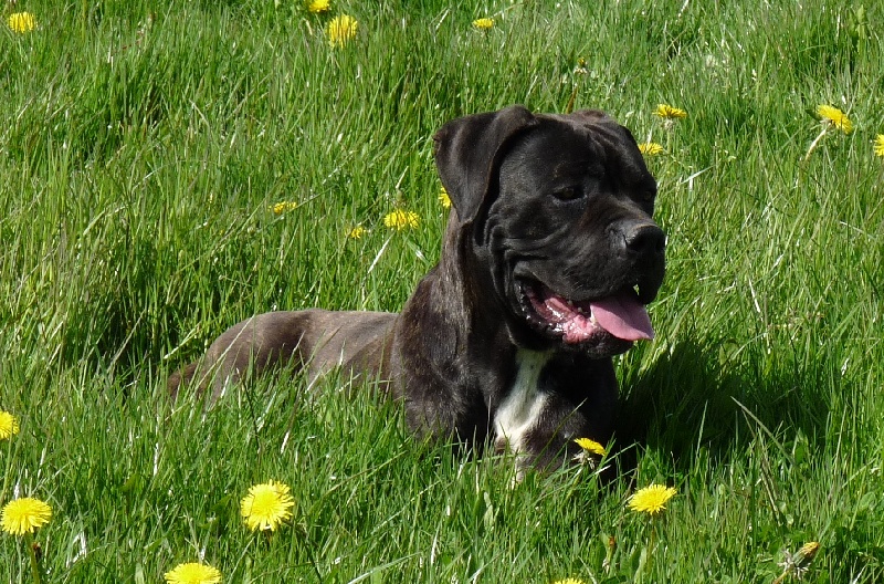 Majella dei conforti di savoia