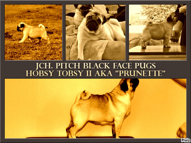 Pitch Black Face Pugs Hobsy tobsy 2