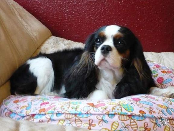 Cassandra of charles crown