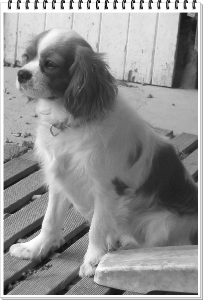  Auteur : les bringés 