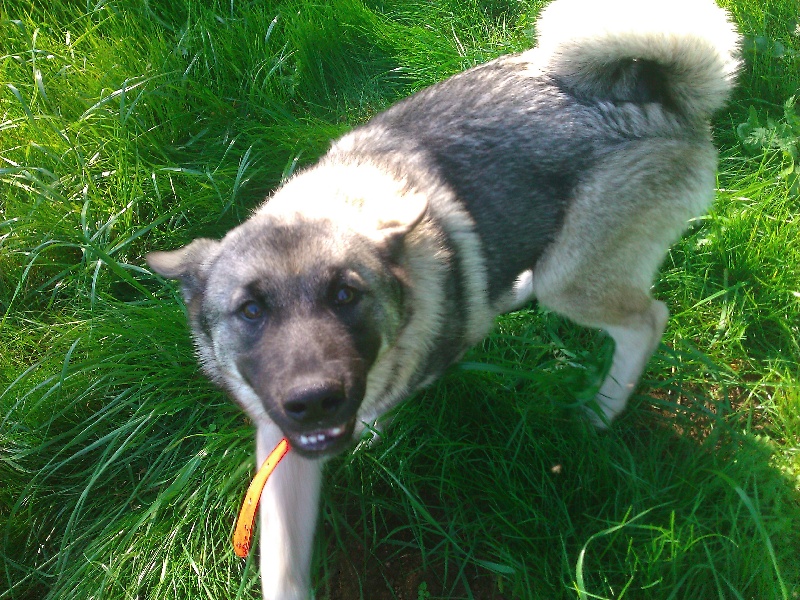 Publication : Del Can De Fontanille Auteur : sophie allies