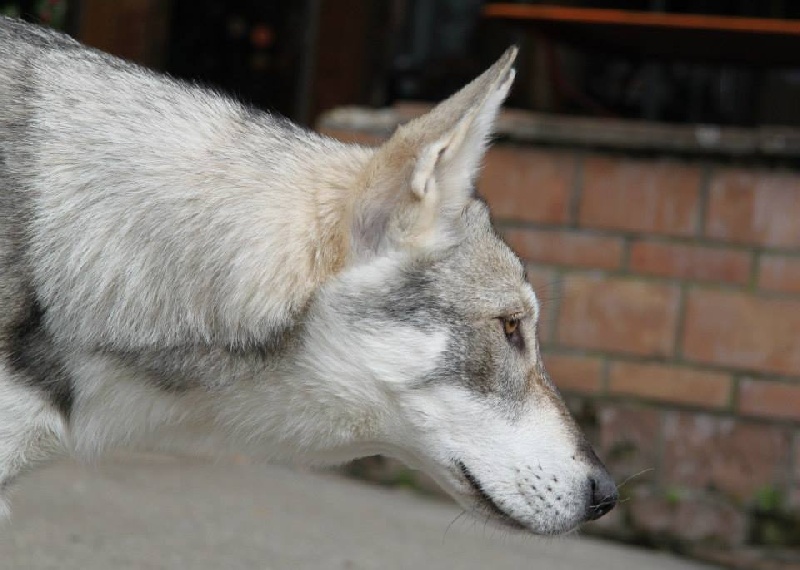 Publication : Des Princes Des Plaines Auteur : Elevage des Princes des Plaines