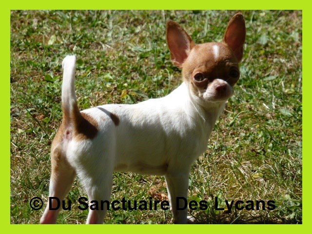 Publication : Du Sanctuaire Des Lycans Auteur : Robert JPK 