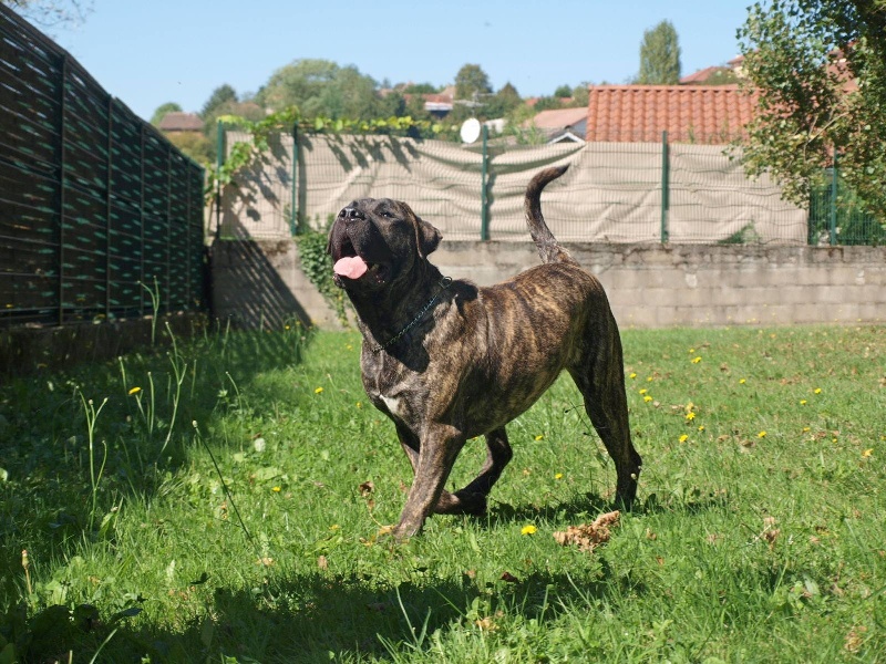 Auteur : les bringés du Forez