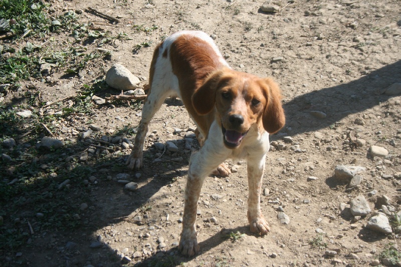 Publication : Des Minis Du Terrail 