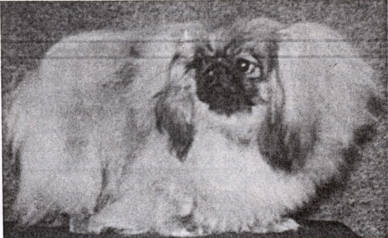 Fudgie Des violettes occitanes