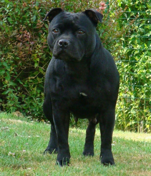 Black Insolence Even gun