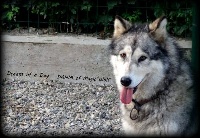 Étalon Alaskan Malamute - Magic Wolf Dream of a day (dite dahia)