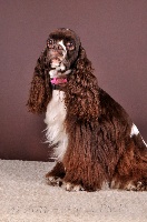 Étalon American Cocker Spaniel - Very Vigie Dear miss mona