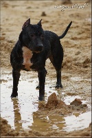 Étalon American Staffordshire Terrier - Inaya (Sans Affixe)