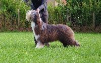 Étalon Bearded Collie - Hors la loi Des Joyaux De Saint Anne