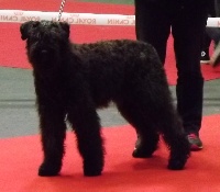 Étalon Bouvier des Flandres - Gzena du Bois de la Brique