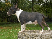 Étalon Bull Terrier Miniature - bikato-parti Mephisto