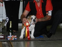 Étalon Bulldog Anglais - Molly my lucky star Eden bulls