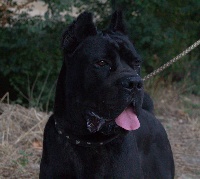 Étalon Cane Corso - Airton della nevaia