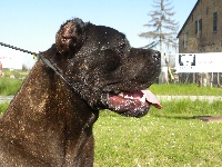 Étalon Cane Corso - Sumatra (Sans Affixe)