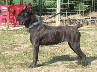 Étalon Cane Corso - Umeka della nevaia