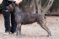 Étalon Cane Corso - Frida dell'Antiqua Apulia