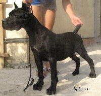 Étalon Cane Corso - Rothorm Jy Dream Kriptonita