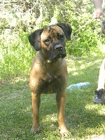 Étalon Cane Corso - Bassia (Sans Affixe)