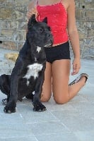 Étalon Cane Corso - Ethan della nevaia