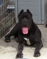 Étalon Cane Corso - Zora (Sans Affixe)