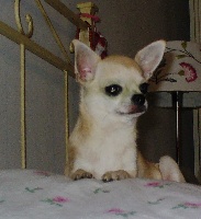 Étalon Chihuahua - Emma little princess (Sans Affixe)
