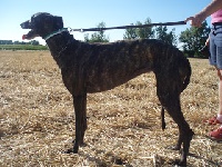 Étalon Galgo Español (levrier espagnol) - CH. Alegría Santos De La Sal