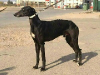 Étalon Galgo Español (levrier espagnol) - CH. Mulato Santos De La Sal
