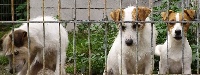 Étalon Jack Russell Terrier - Hasta siempre Des Hauts d'Alène