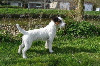 Étalon Jack Russell Terrier - H2o Du Fond Cailloux