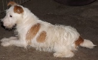 Étalon Jack Russell Terrier - Hoxybulle Des Hauts d'Alène